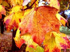 Rudens koka lapas