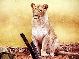 Lionsites portrets dzeltenā fonā