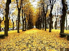 rudens